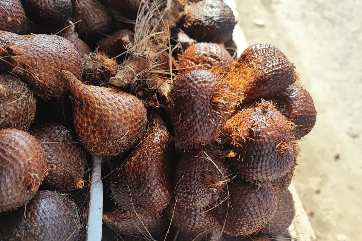 buah salak.