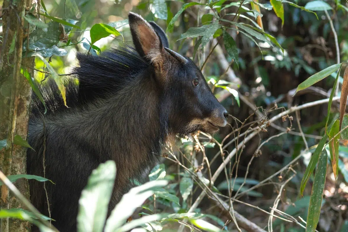 kambing hutan sumatera