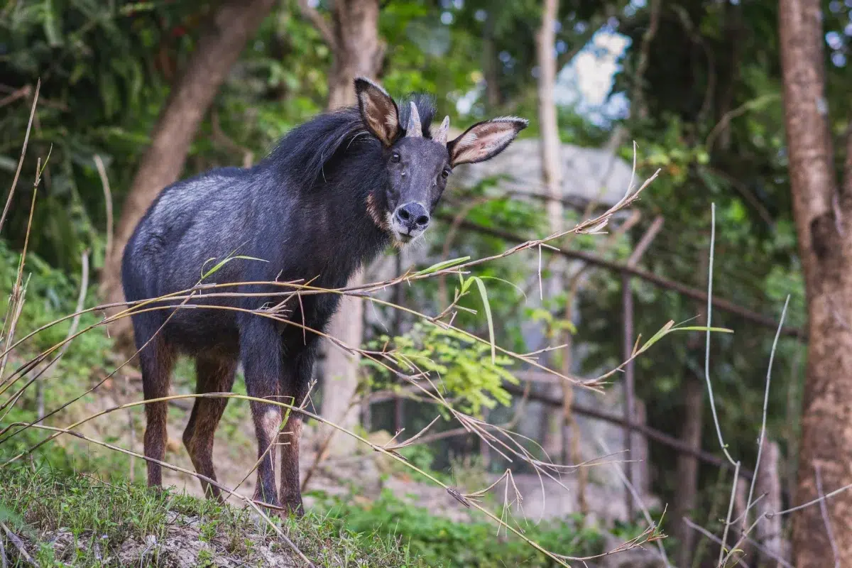 Kambing hitam