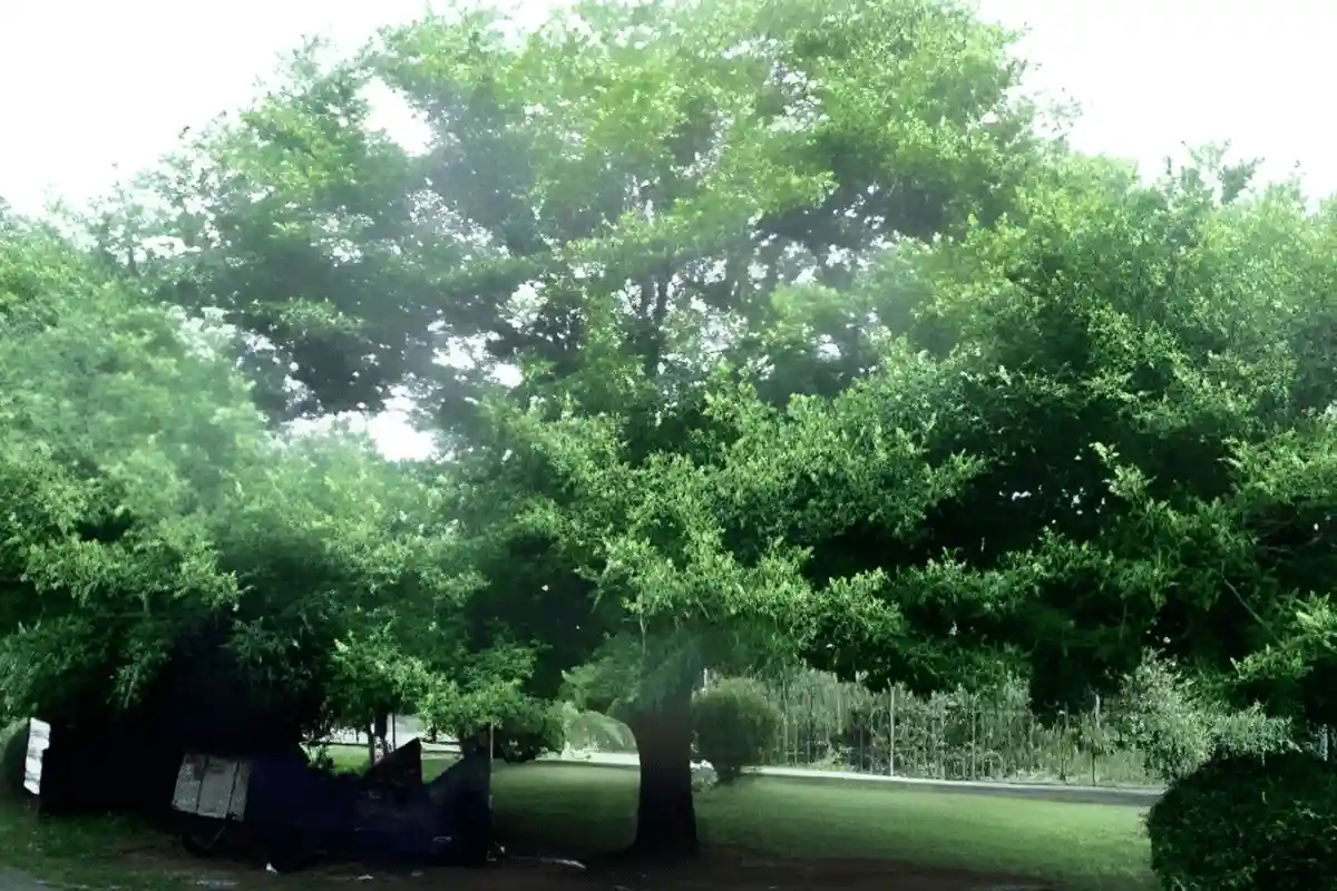 pohon Dewandaru