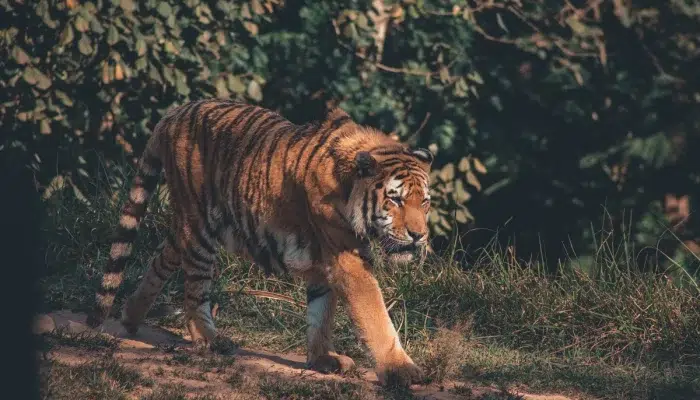 Harimau