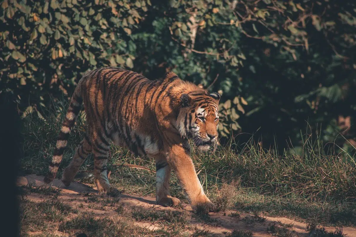 Harimau