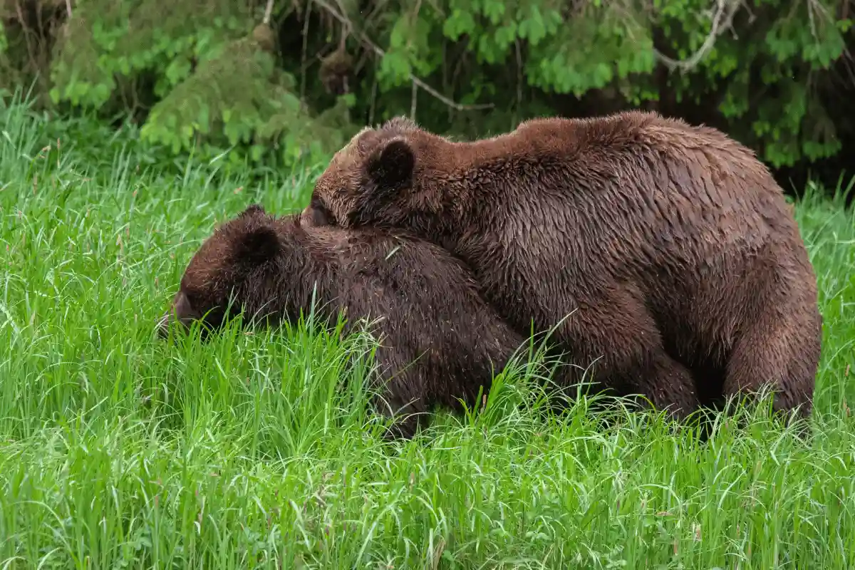 Beruang Grizzly