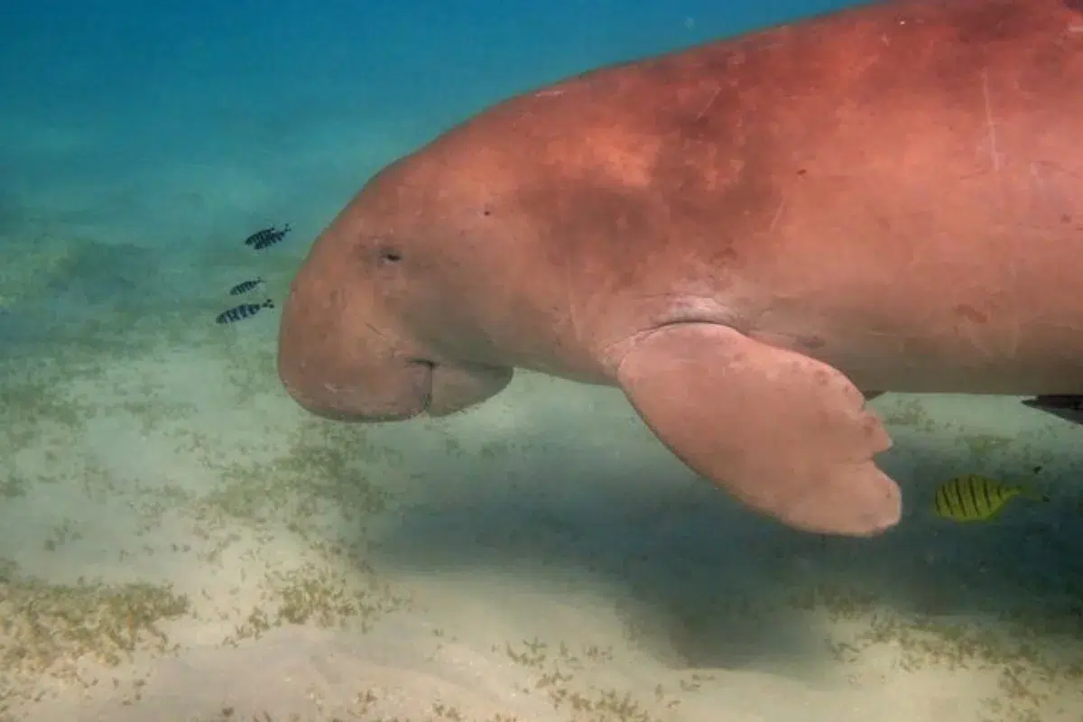 Hewan Dugong