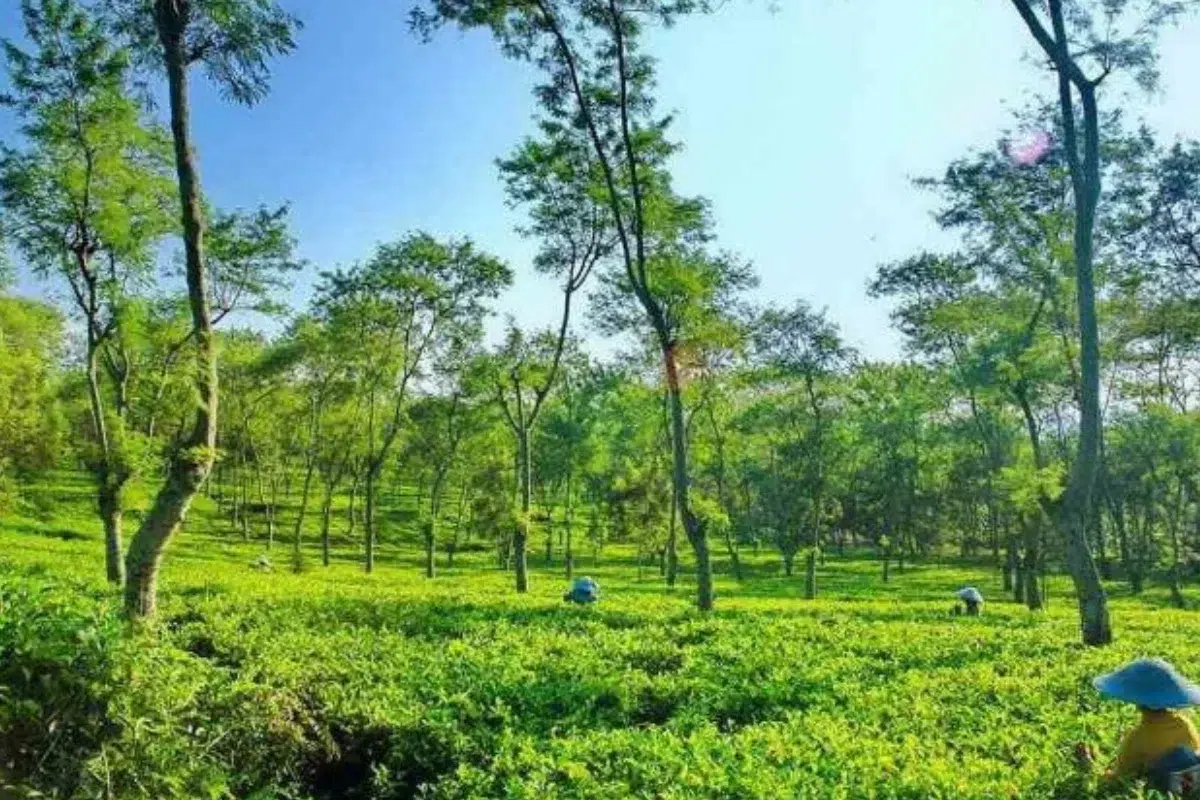 Kebun Teh Wonosari