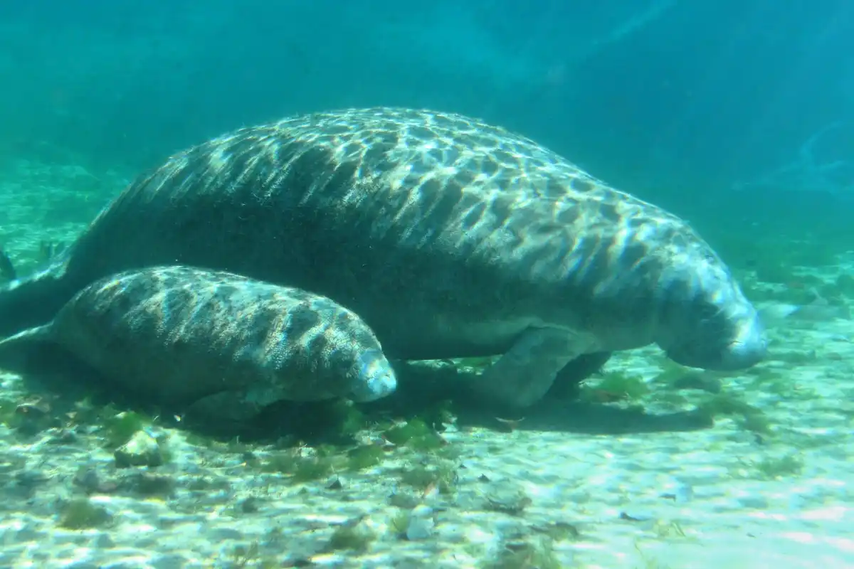 Populasi Dugong di Alam Liar