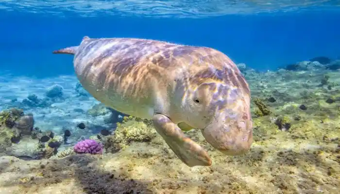 gambar dugong
