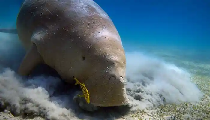 Potret dugong makan 