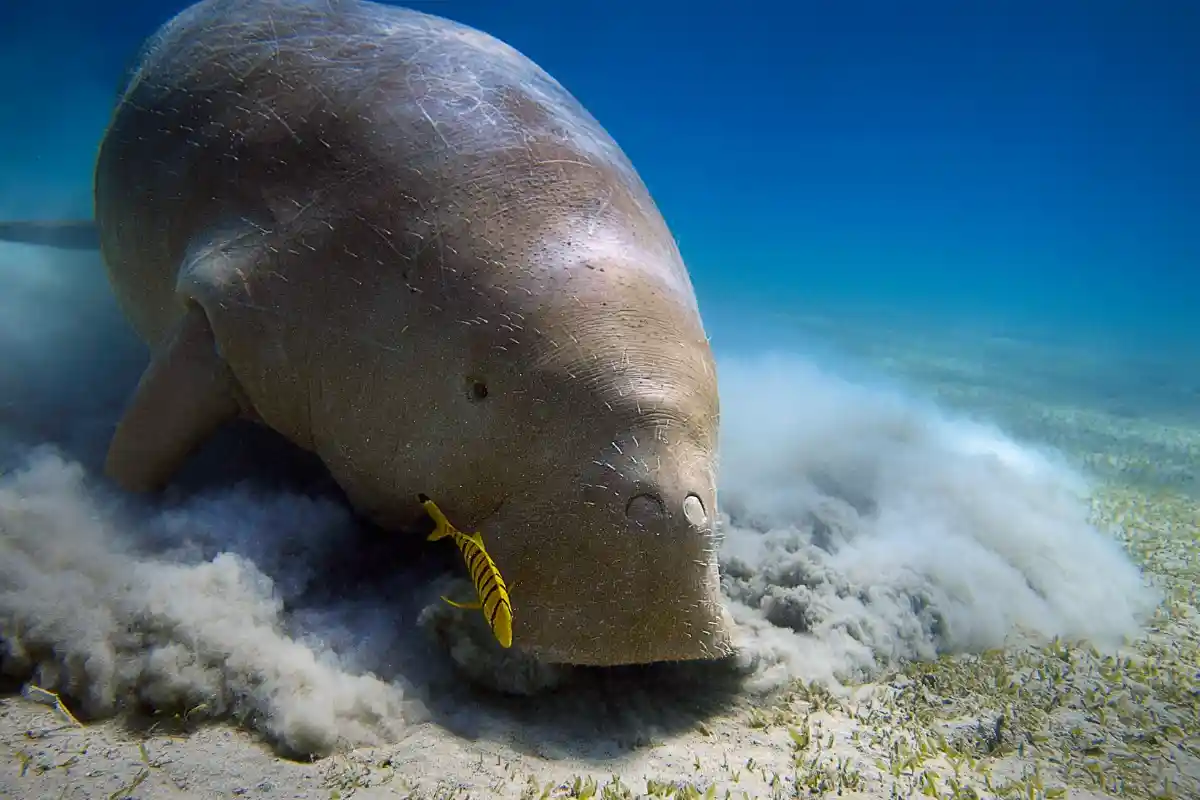 Potret dugong makan 