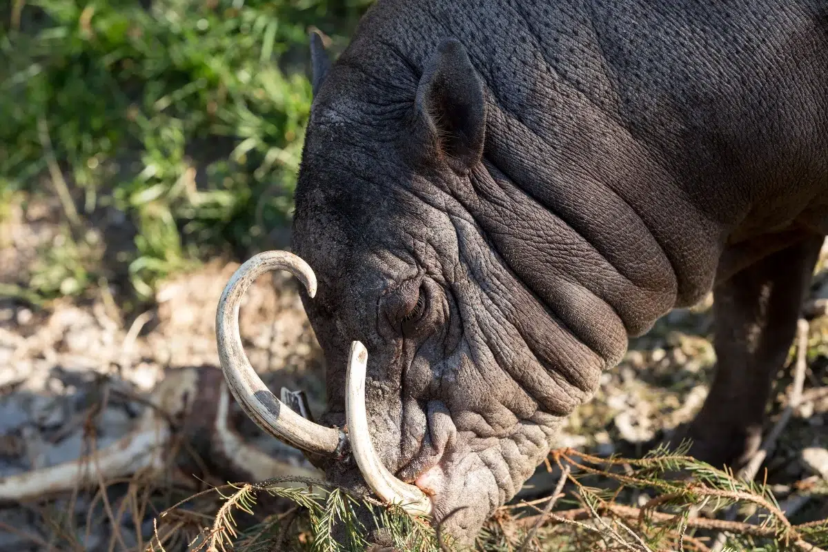 Gambar Babi rusa Sulawesi