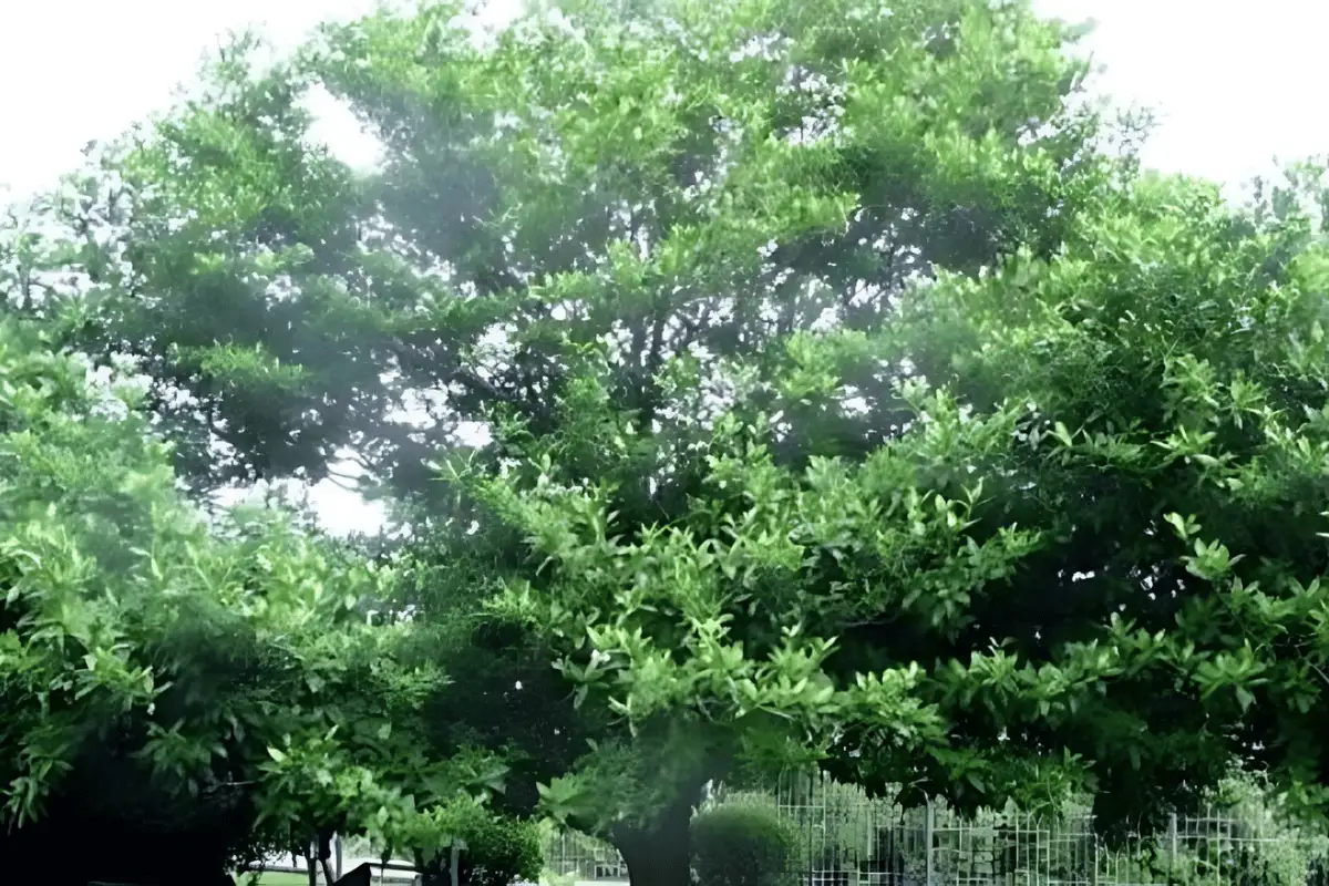 Pohon Dewandaru