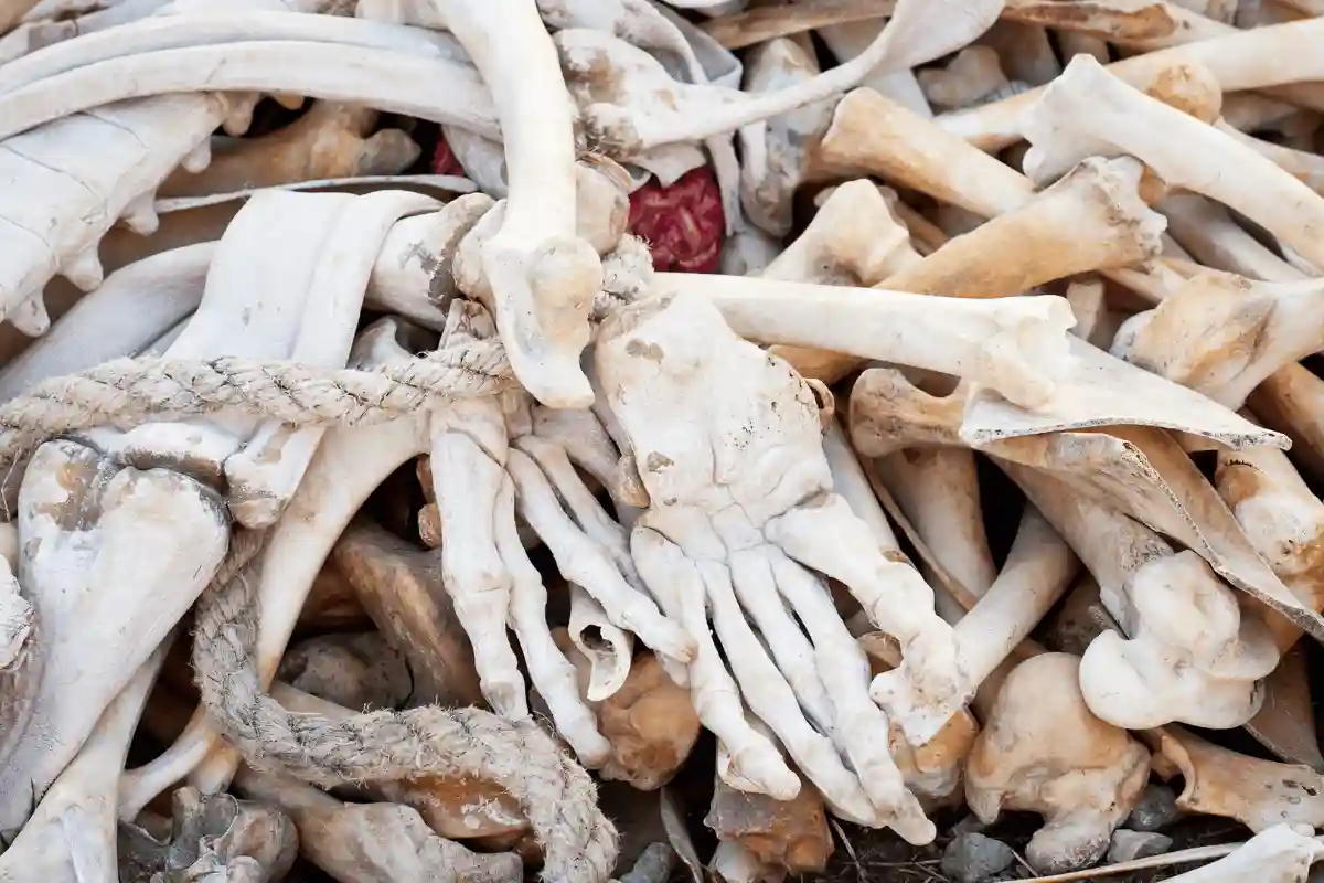 tulang tangan manusia