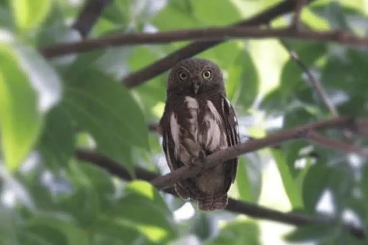 Burung hantu Beluk watu jawa