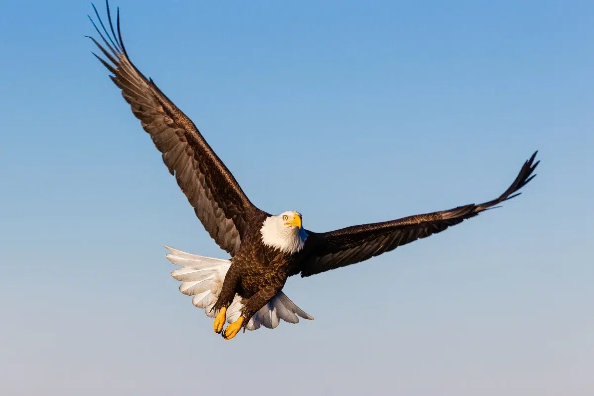 Hewan Vertebrata Burung elang.