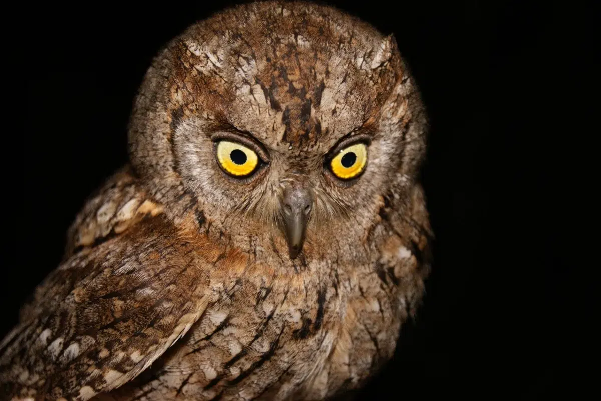 burung hantu Celepuk gunung.