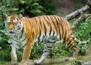 15 Fakta Unik Harimau, Kucing Liar Terbesar di Dunia