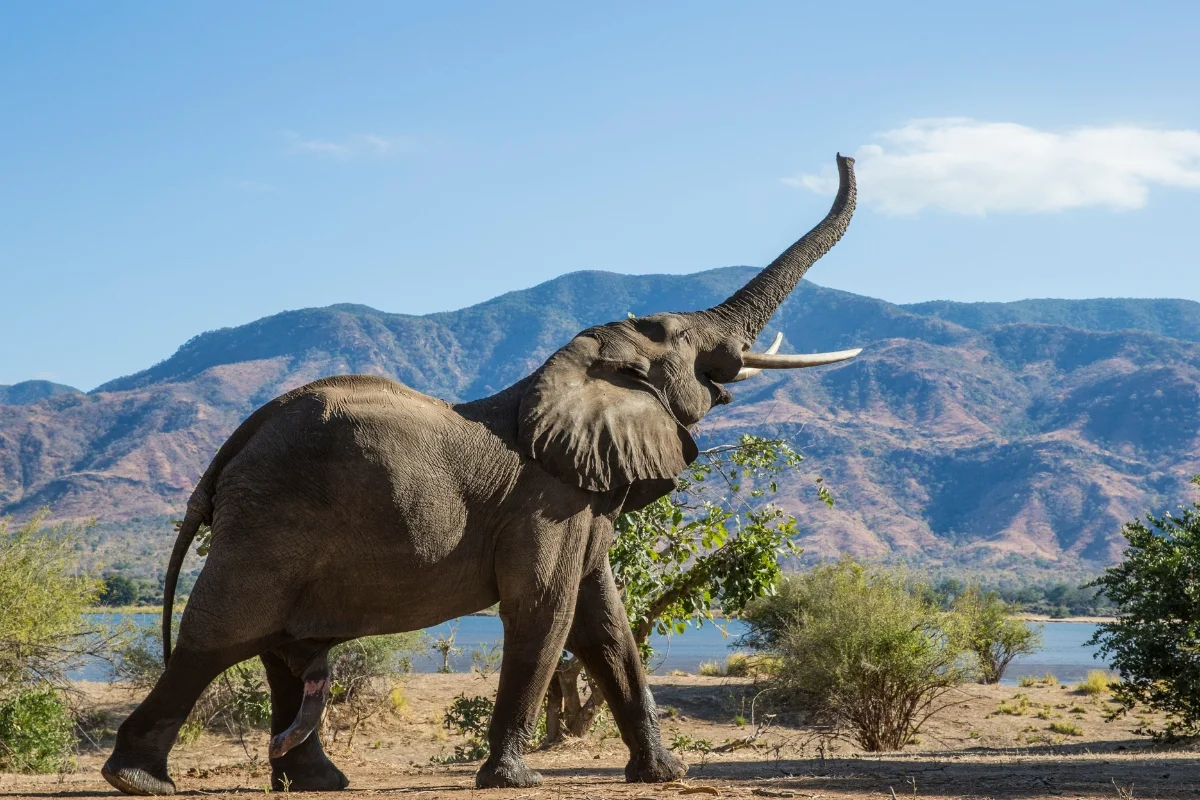 Hewan Vertebrata Gajah.