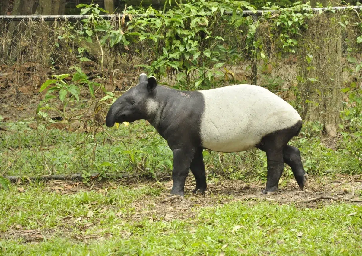 Hewan purba yang belum punah