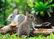 10 Fakta Unik Kelinci, Suka Makan Kotorannya Sendiri