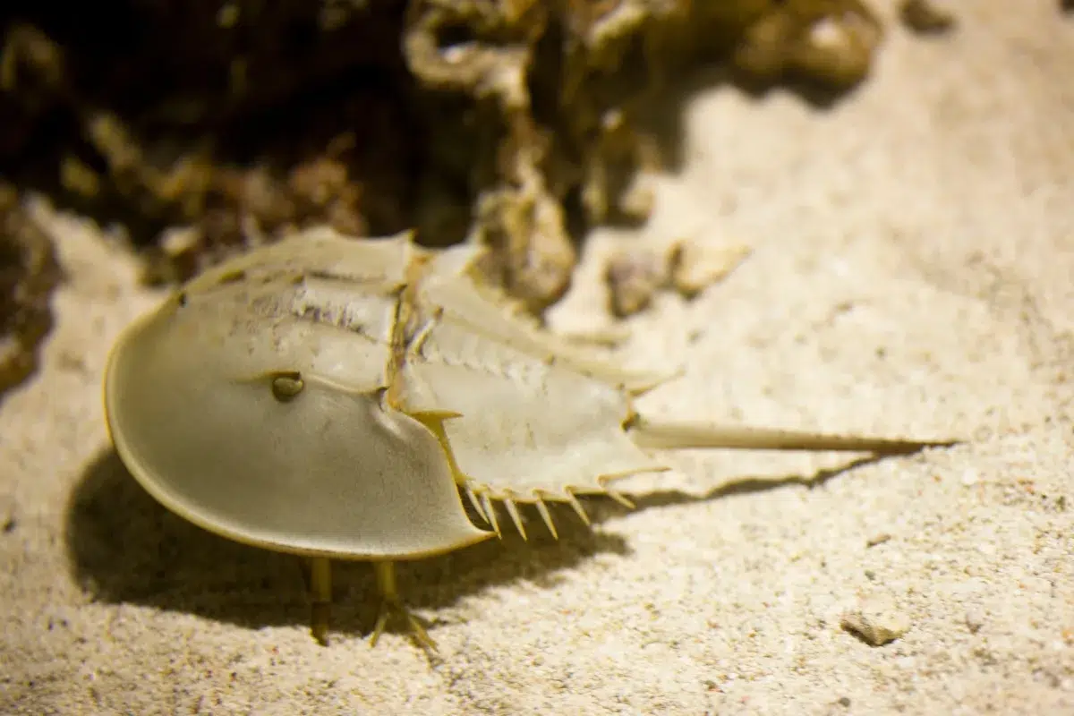 Kepiting tapal kuda Hewan purba