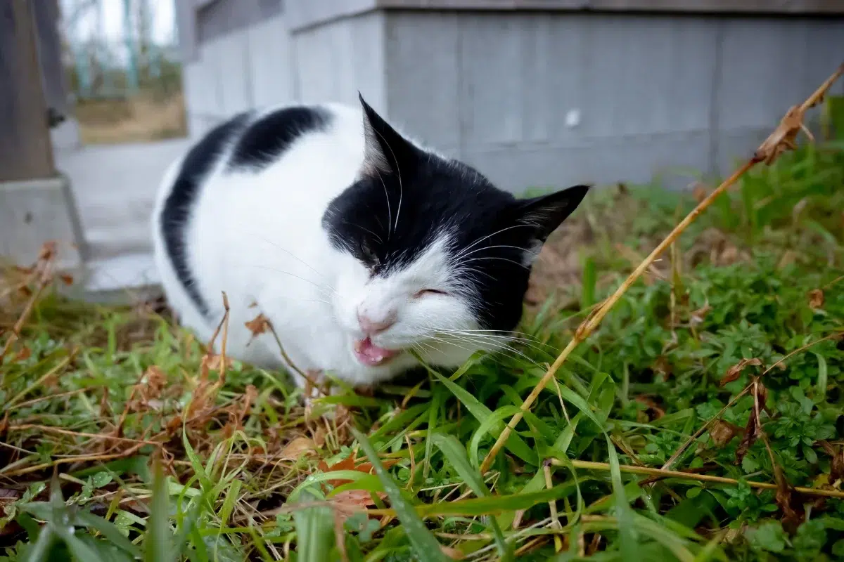 Hewan Vertebrata Kucing sapi.