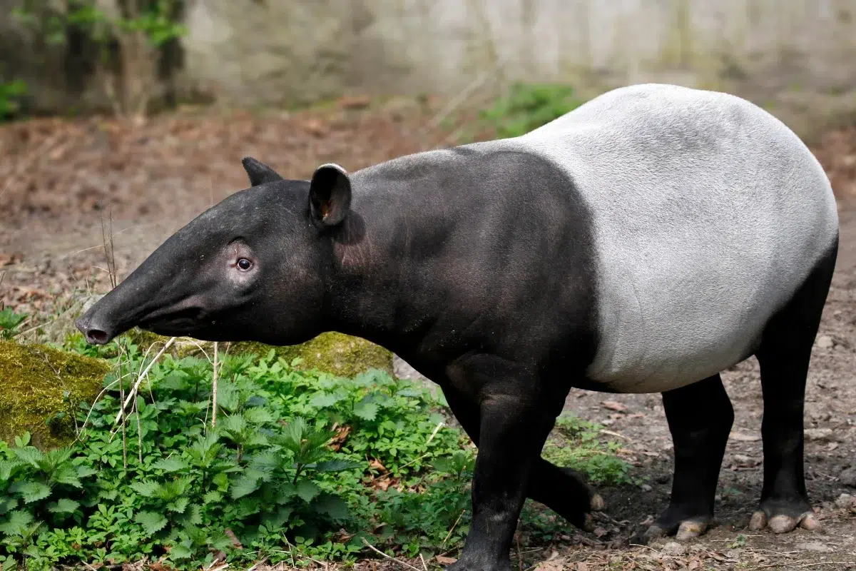 Tapir Hewan purba