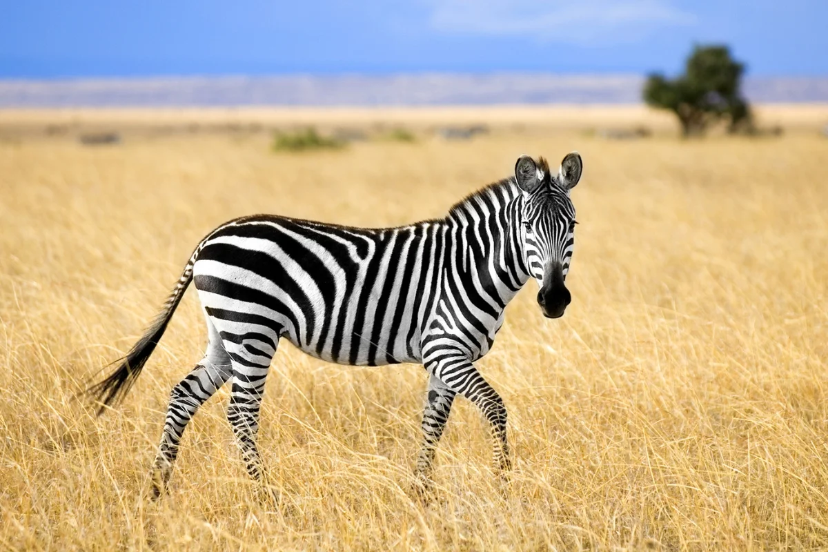 Hewan Vivipar Zebra.