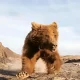 Beruang Gobi