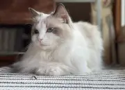 10 Fakta Kucing Ragdoll, Kucing Cantik dengan Harga Puluhan Juta!