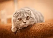 10 Fakta Kucing Scottish Fold yang Memiliki Kuping Terlipat