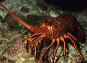 12 Fakta Menarik Lobster, Hewan Kanibal yang Memiliki Gigi di Perut