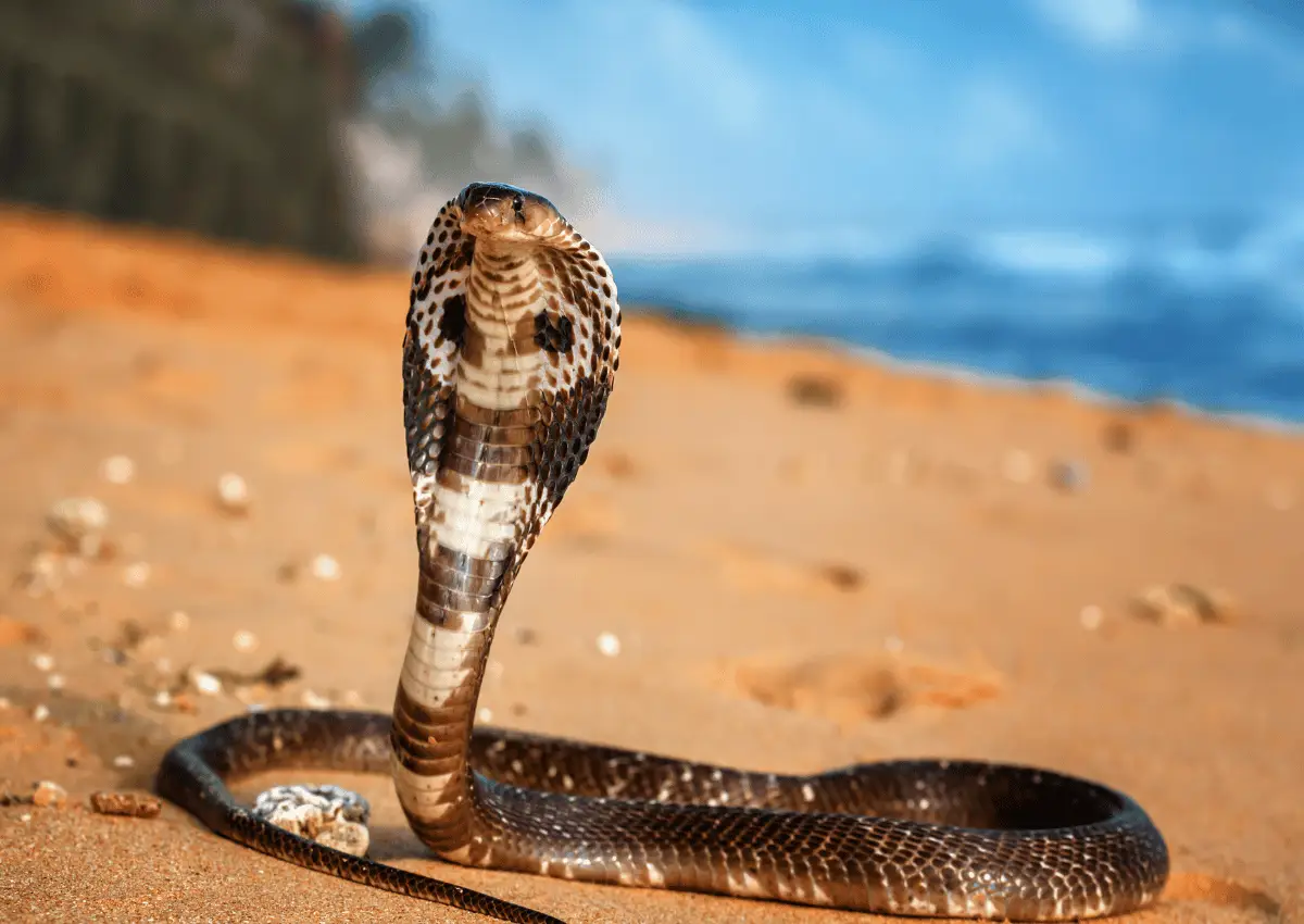 Ular King Cobra