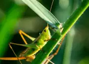 12 Fakta Unik Belalang, Serangga Kecil yang Memiliki 5 Mata