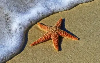16 Fakta Unik Bintang Laut, Tidak Memiliki Otak dan Darah 