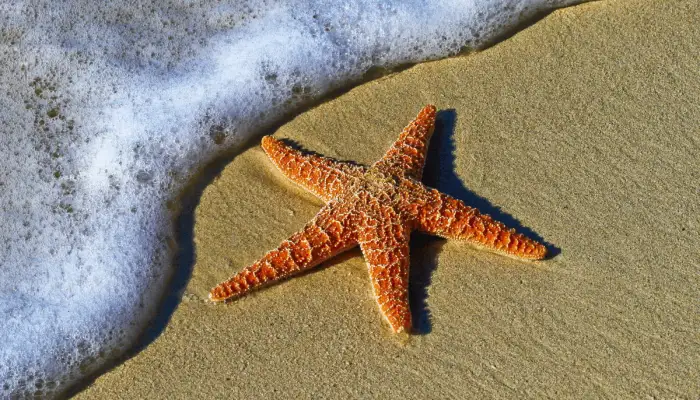 16 Fakta Unik Bintang Laut, Tidak Memiliki Otak dan Darah 