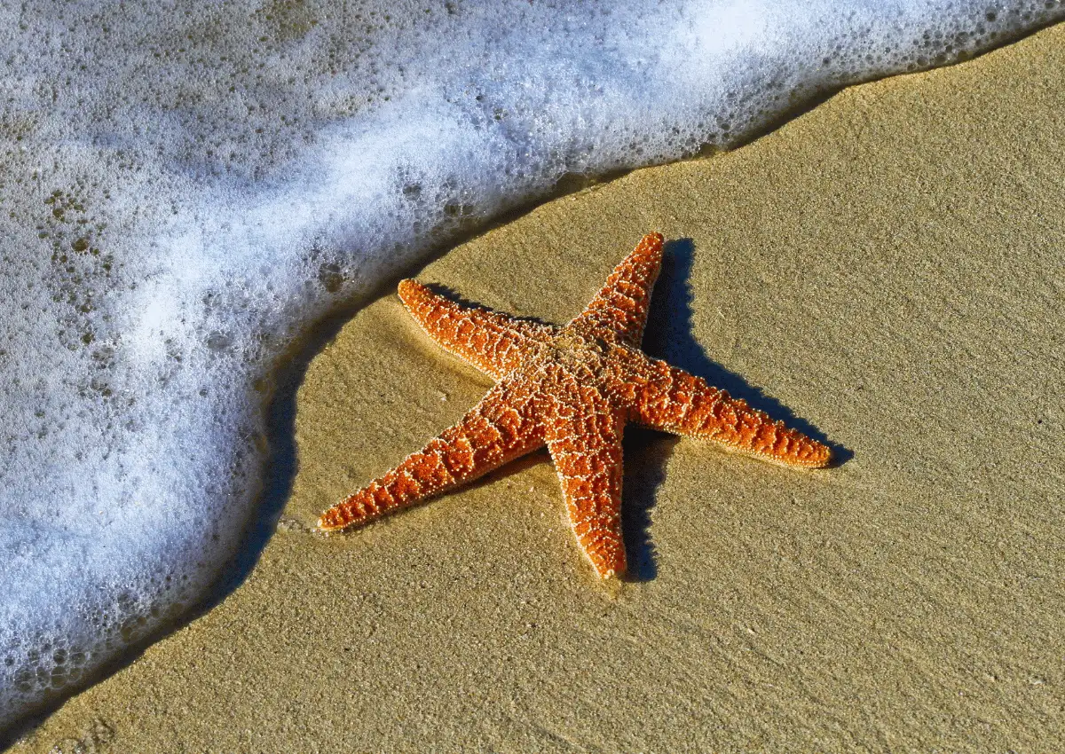 fakta Unik Bintang Laut