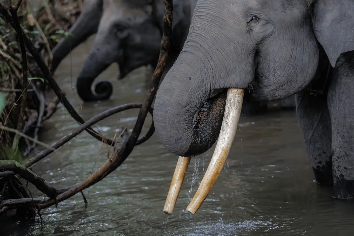 Gading Gajah Sumatera
