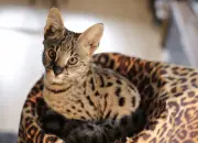 7 Fakta Kucing Savannah, Kucing Mahal Mirip Macan Tutul