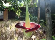 7 Fakta Unik Bunga Bangkai Raksasa, Tanaman Endemik Sumatra