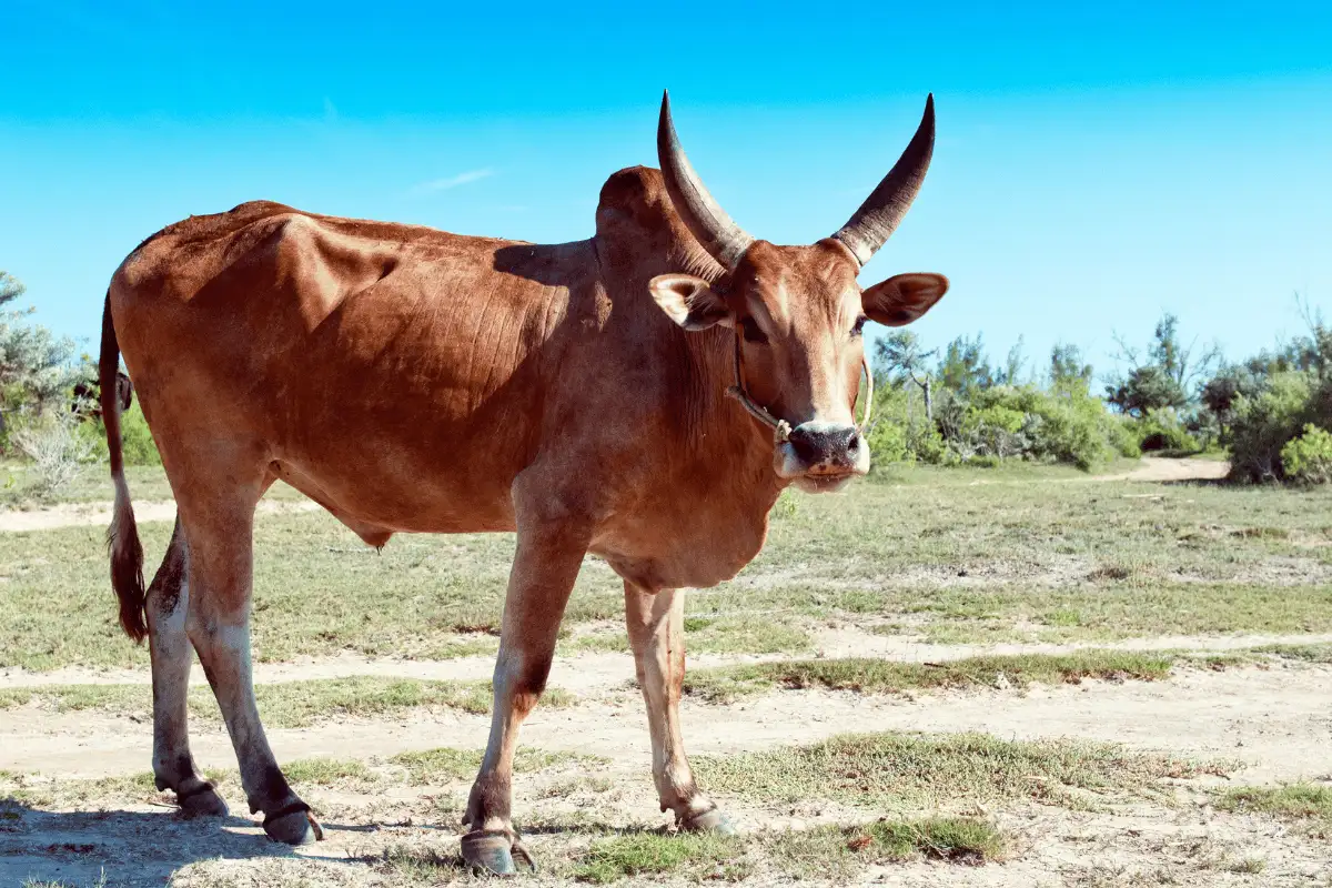 Sapi Zebu. 