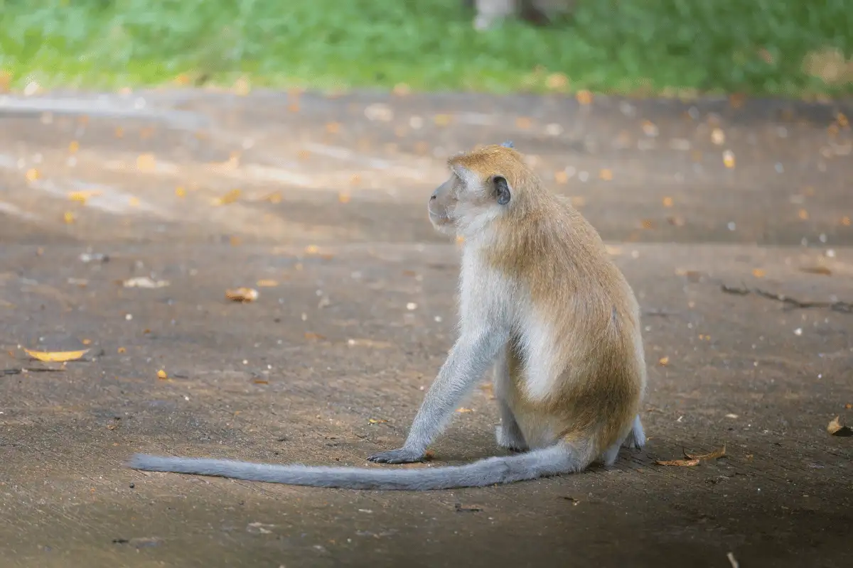 Monyet Macaca fascicularis