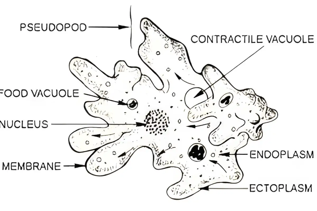 Potret struktur hewan amoeba