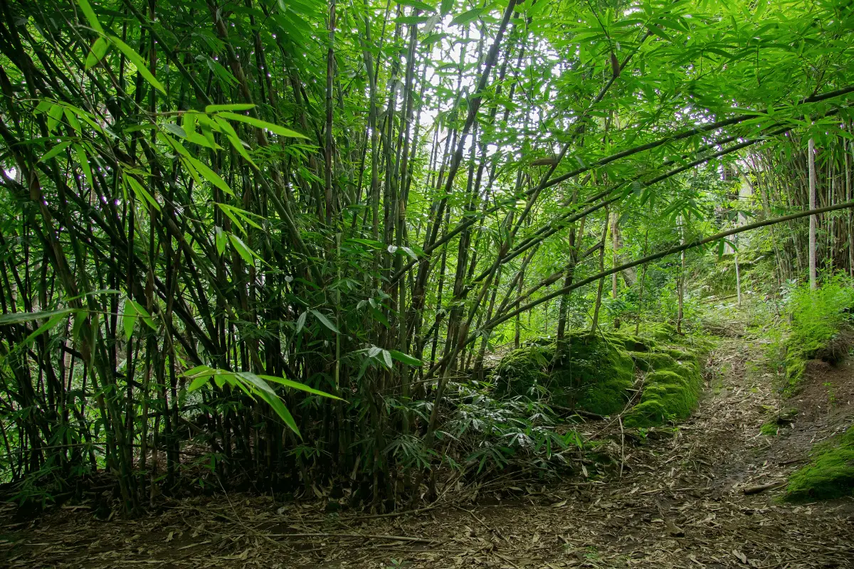  Bambu Manggong. 