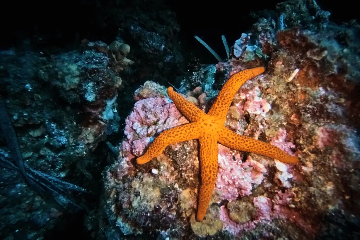 fakta Unik Bintang Laut