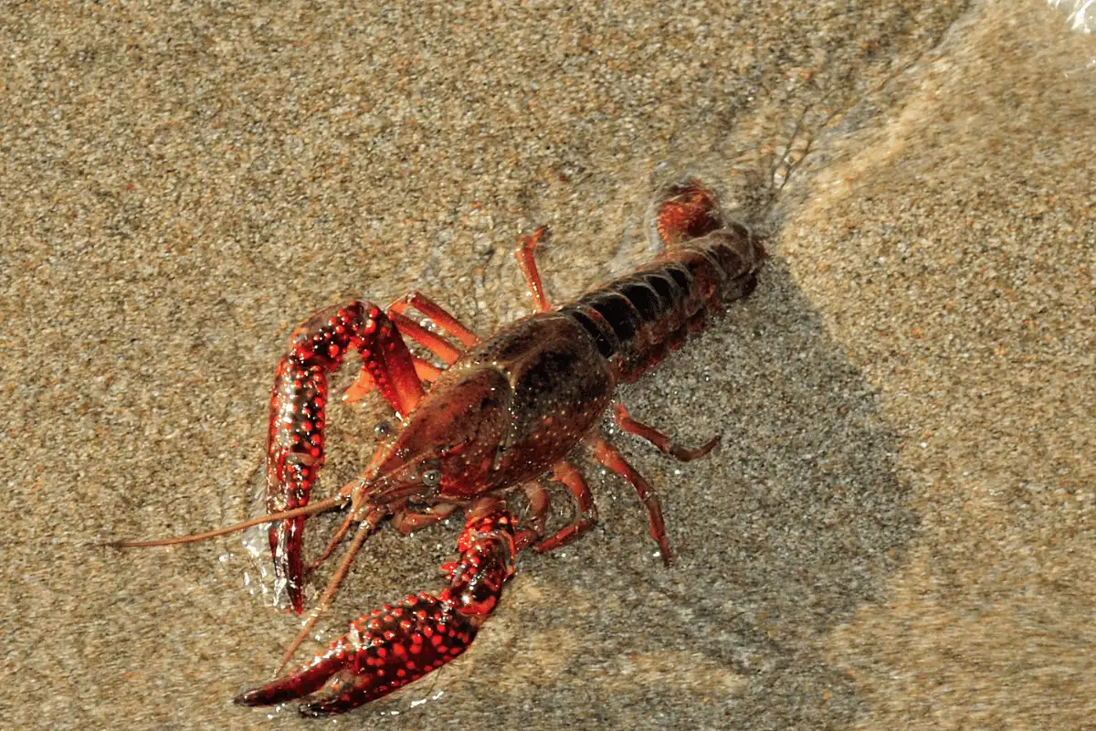 fakta menarik lobster