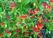 Mengenal Bunga Sungsang, Tanaman Hias yang dapat Dijadikan Obat