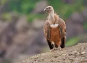 Burung Bangkai Berbulu Putih Asia, Burung Langka yang Hampir Punah