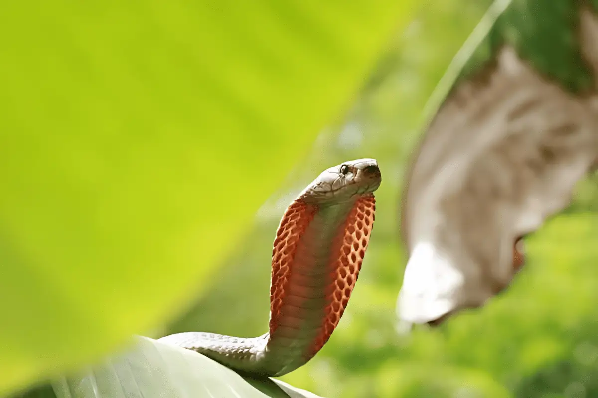  Ular Kobra Filipina