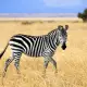 fakta unik zebra