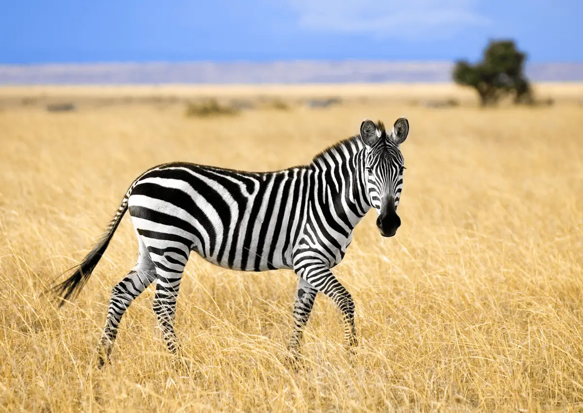 fakta unik zebra